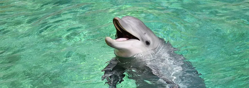 La Relación entre los delfines y el equipo interdisciplinario 1