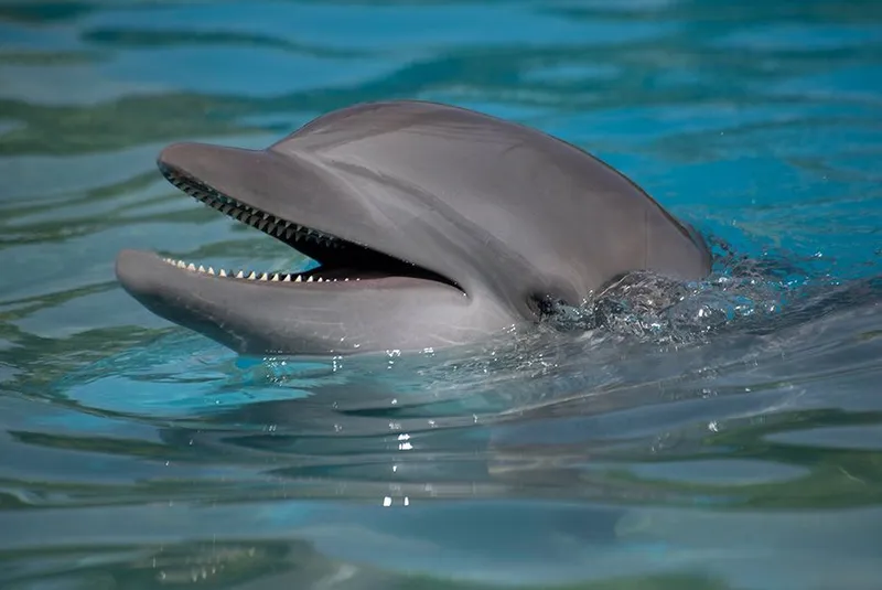 Bienestar y cuidado en Dolphinaris 1